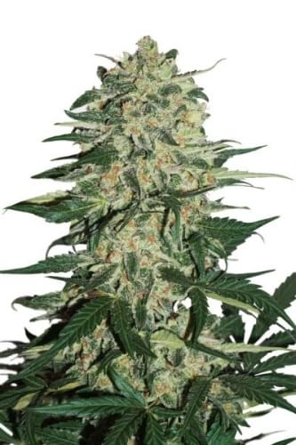 AutoNight Queen cannabis seeds – Feminized – Greenhouse – Sweet – image 6 from Seed City