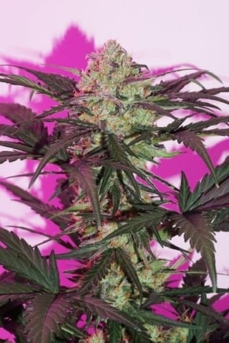 Indica Dominant – Insomnia – Greenhouse – AutoNight Queen strain – image 7 – from Dutch Passion Seeds via Seed City