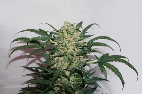 AutoNight Queen by Dutch Passion Seeds – Sweet – Feminized – Greenhouse – image 8 – Seed City