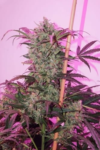 Image 9 of AutoNight Queen cannabis by Dutch Passion Seeds – Auto-Flowering – Greenhouse – Feminized – Seed City