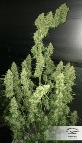 AutoUltimate cannabis seeds – Female seeds – Excellent harvest potential – Auto-Flowering – image 2 from Seed City