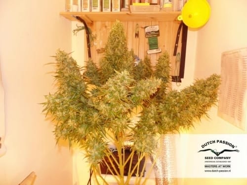 AutoUltimate by Dutch Passion Seeds – Female seeds – Indoor-friendly – Excellent harvest potential – image 3 – Seed City