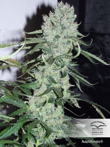 AutoUltimate from Dutch Passion Seeds