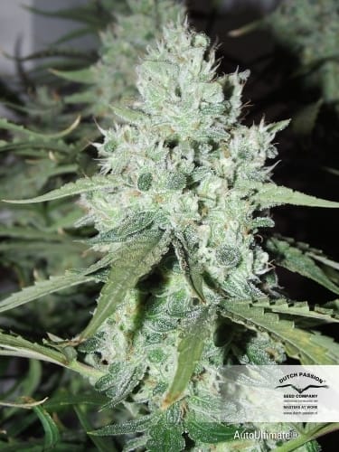 showing Female seeds – Indoor-friendly – Auto-Flowering – image 4 – Seed City