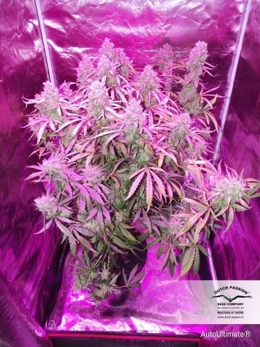 AutoUltimate cannabis seeds – Female seeds – Auto-Flowering – Excellent harvest potential – image 7 from Seed City