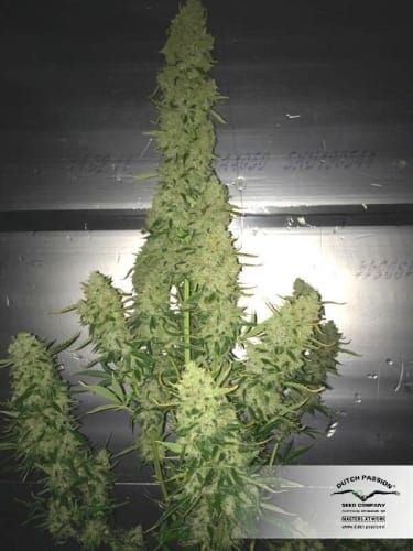AutoUltimate cannabis seeds – Auto-Flowering – Excellent harvest potential – Indoor-friendly – image 8 from Seed City