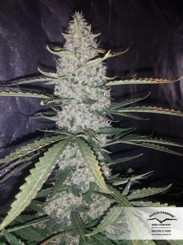 AutoUltimate by Dutch Passion Seeds – Auto-Flowering – Female seeds – Indoor-friendly – image 9 – Seed City