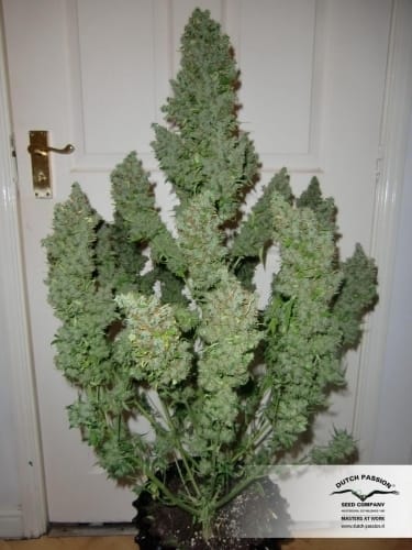 AutoUltimate by Dutch Passion Seeds – Indoor-friendly – Auto-Flowering – Female seeds – image 10 – Seed City