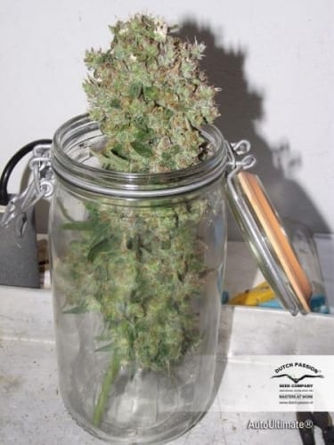AutoUltimate from Dutch Passion Seeds