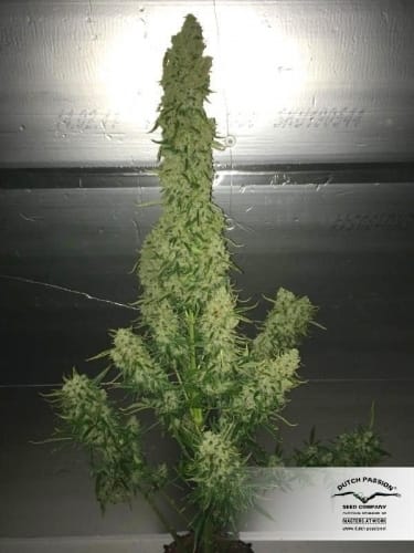 showing Female seeds – Indoor-friendly – Auto-Flowering – image 11 – Seed City