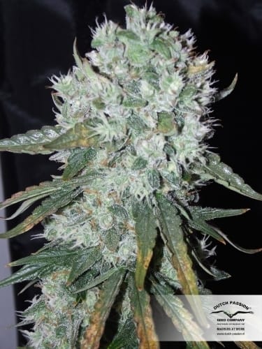 AutoUltimate cannabis seeds – Auto-Flowering – Excellent harvest potential – Female seeds – image 12 from Seed City