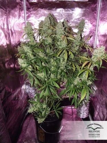 AutoUltimate by Dutch Passion Seeds – Indoor-friendly – Auto-Flowering – Female seeds – image 13 – Seed City