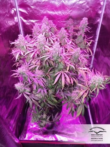 AutoUltimate from Dutch Passion Seeds