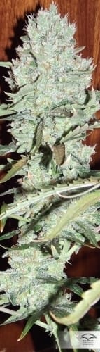 showing Auto-Flowering – Indoor-friendly – Female seeds – image 14 – Seed City