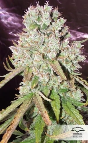 AutoUltimate from Dutch Passion Seeds