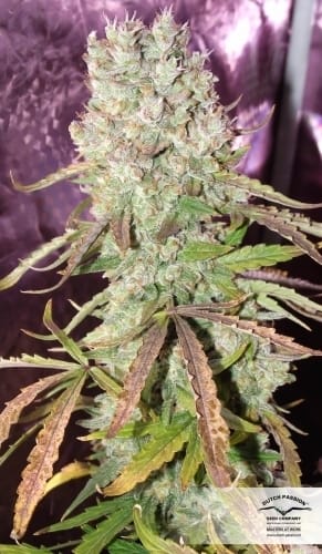 showing Indoor-friendly – Female seeds – Auto-Flowering – image 15 – Seed City