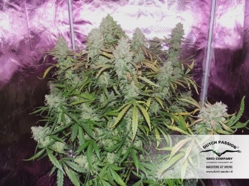 AutoUltimate cannabis seeds – Auto-Flowering – Indoor-friendly – Female seeds – image 16 from Seed City