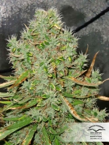 AutoUltimate by Dutch Passion Seeds – Female seeds – Auto-Flowering – Excellent harvest potential – image 17 – Seed City