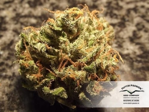 AutoUltimate from Dutch Passion Seeds