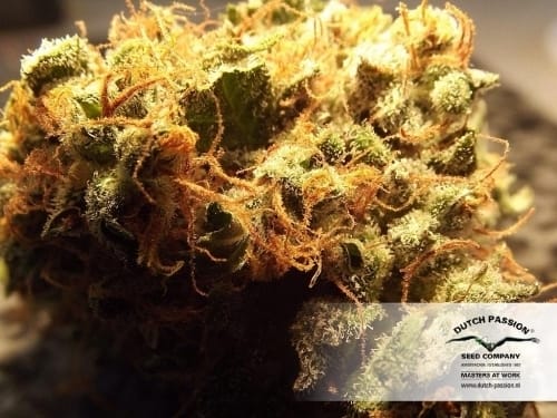 showing Female seeds – Auto-Flowering – Indoor-friendly – image 18 – Seed City