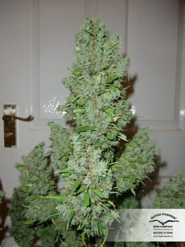AutoUltimate cannabis seeds – Indoor-friendly – Auto-Flowering – Female seeds – image 19 from Seed City