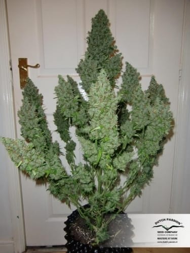 AutoUltimate by Dutch Passion Seeds – Auto-Flowering – Female seeds – Excellent harvest potential – image 20 – Seed City