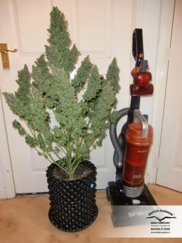 AutoUltimate cannabis seeds – Female seeds – Auto-Flowering – Indoor-friendly – image 21 from Seed City