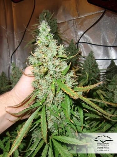 AutoUltimate by Dutch Passion Seeds – Excellent harvest potential – Auto-Flowering – Female seeds – image 22 – Seed City