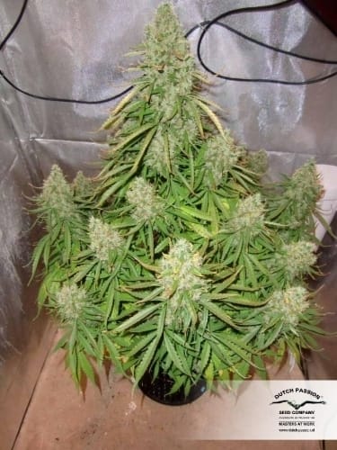 AutoUltimate cannabis seeds – Female seeds – Indoor-friendly – Excellent harvest potential – image 23 from Seed City