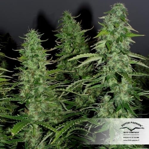 Auto White Widow cannabis seeds – Guaranteed female plants – Auto-Flowering – Piney – image 2 from Seed City