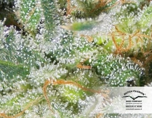 showing Piney – Guaranteed female plants – Relaxing – image 3 – Seed City