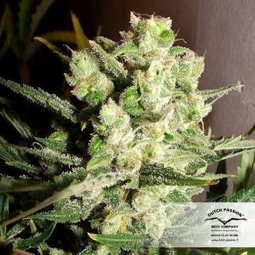 Piney – Relaxing – Guaranteed female plants – Auto White Widow strain – image 4 – from Dutch Passion Seeds via Seed City