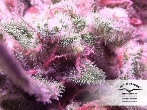 Auto White Widow by Dutch Passion Seeds – Relaxing – Auto-Flowering – Piney – image 5 – Seed City