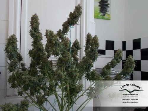 Auto White Widow cannabis seeds – Piney – Auto-Flowering – Relaxing – image 6 from Seed City