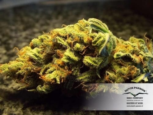 Auto White Widow from Dutch Passion Seeds