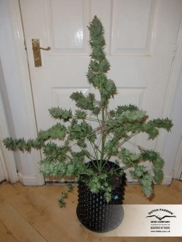 showing Guaranteed female plants – Piney – Relaxing – image 7 – Seed City