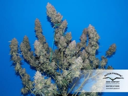 Relaxing – Piney – Auto-Flowering – Auto White Widow strain – image 8 – from Dutch Passion Seeds via Seed City
