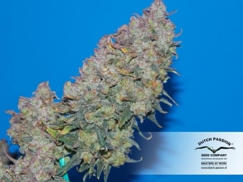 Auto White Widow by Dutch Passion Seeds – Piney – Guaranteed female plants – Auto-Flowering – image 9 – Seed City
