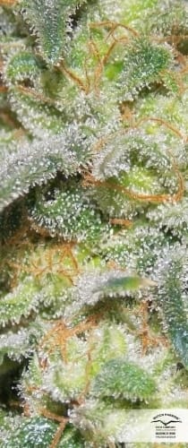 Auto White Widow from Dutch Passion Seeds