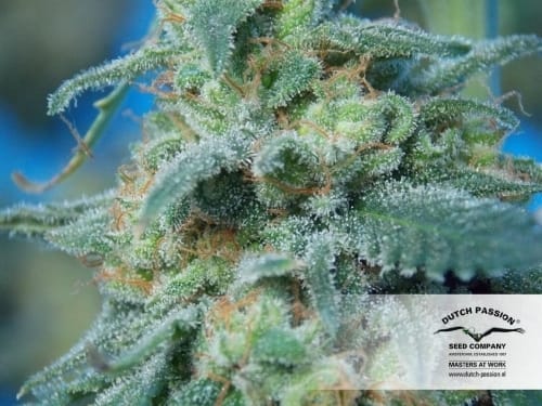 showing Relaxing – Suited for indoor growing – Piney – image 10 – Seed City