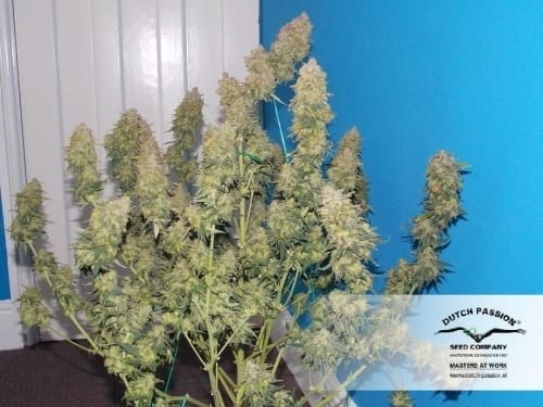 Auto White Widow from Dutch Passion Seeds