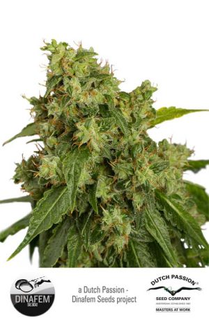 AutoXtreme by Dutch Passion Seeds – Auto-Flowering – Indoor-friendly – Sativa Dominant – image 1 – Seed City