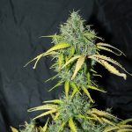 Auto Amnesia by Seedsman Seeds – Cerebral – Guaranteed female plants – Earthy – image 1 – Seed City