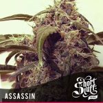Auto Assassin from Short Stuff Seeds