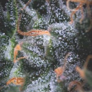 Auto Black Cherry Punch USA RANGE