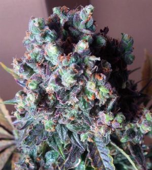 Auto Black Valium by Top Shelf Elite Seeds – Auto-Flowering – Outdoor cultivation – Incense – image 1 – Seed City