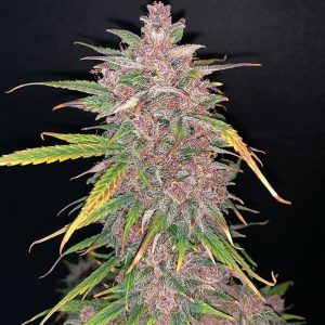 Auto BlueBerry Sugar Pine