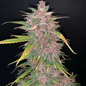 Auto BlueBerry Sugar Pine