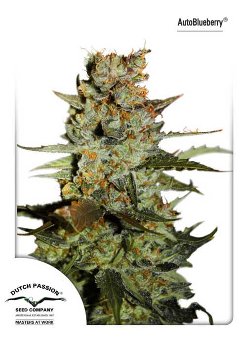 Auto Blueberry by Dutch Passion Seeds – Auto-Flowering – Indica Dominant – Feminized – image 1 – Seed City