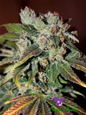 Auto Blueberry Banana by Anesia Seeds – Short (up to 80cm) – Super Strength – Auto-Flowering – image 1 – Seed City